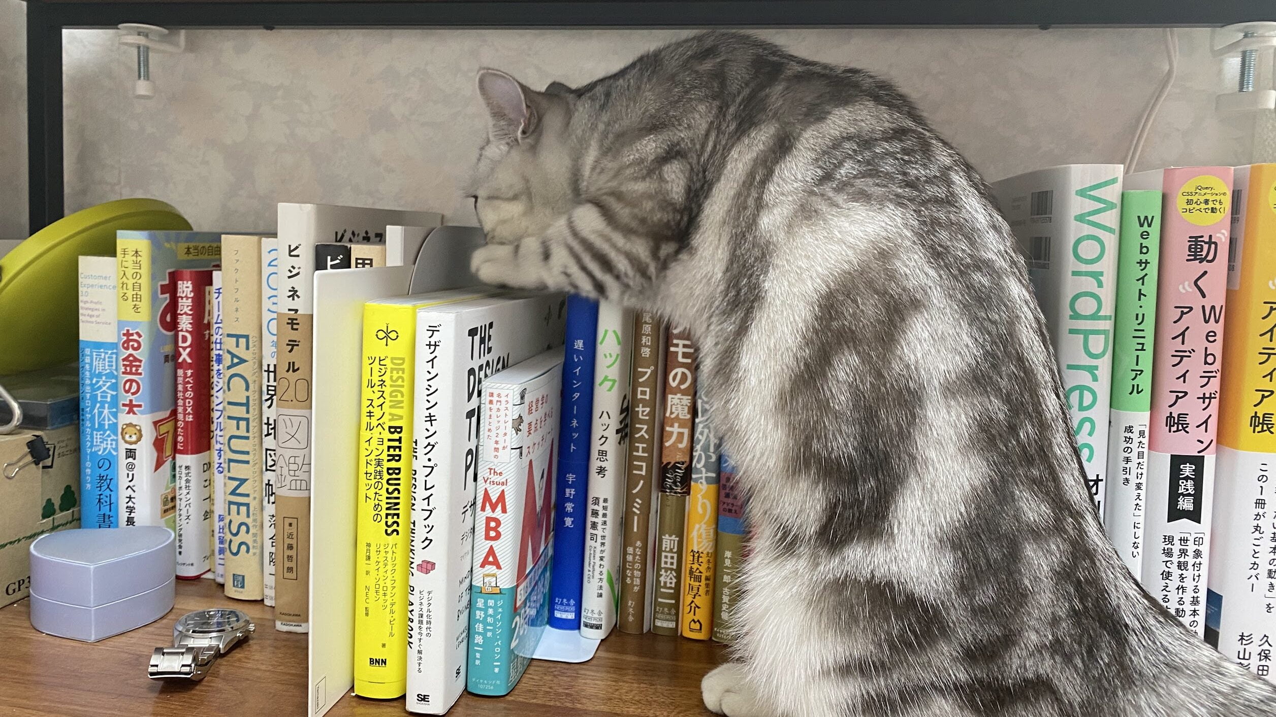本棚を漁る猫